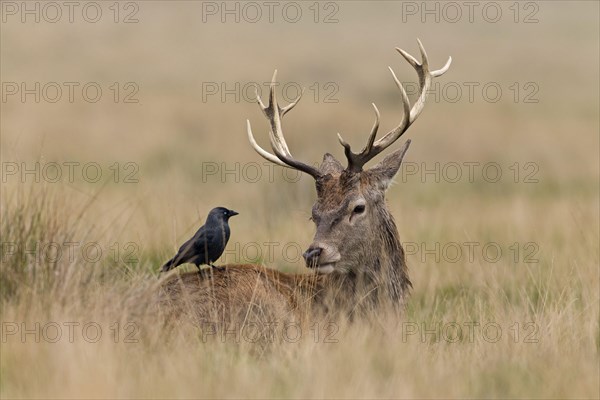 Red deer