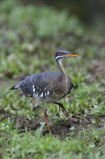 Sunbittern