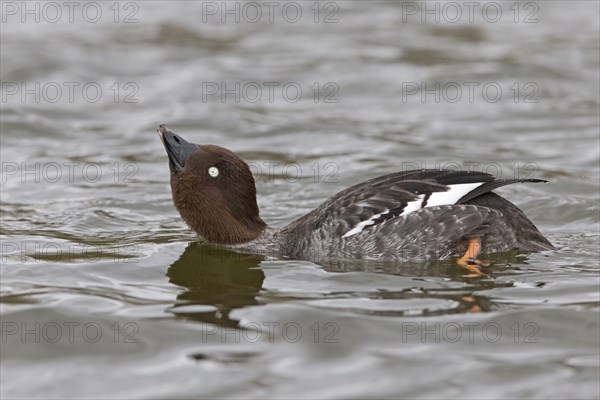 Common goldeneye