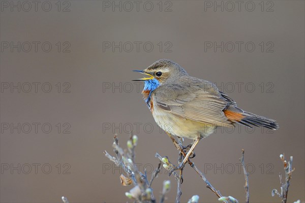 Red-spotted bluethroat