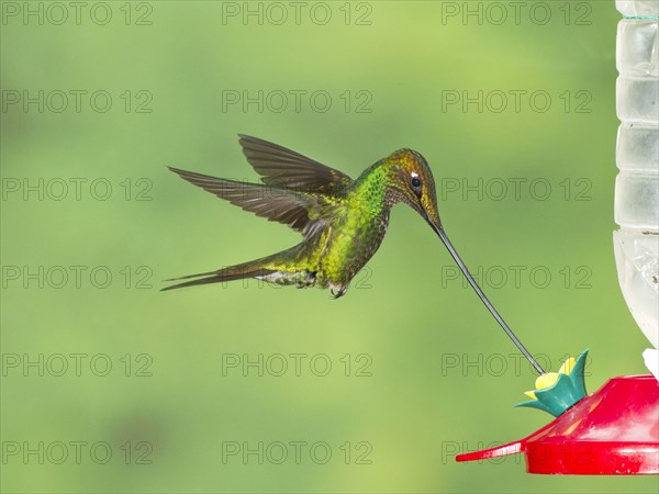 Sword-billed Hummingbird