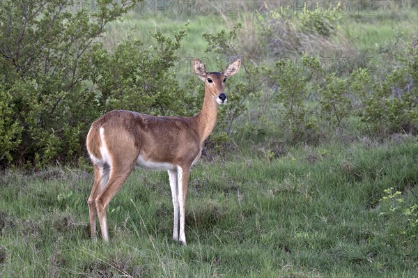 Large Reedbuck