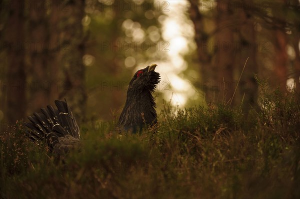 Western Capercaillie