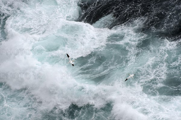 Northern Gannet