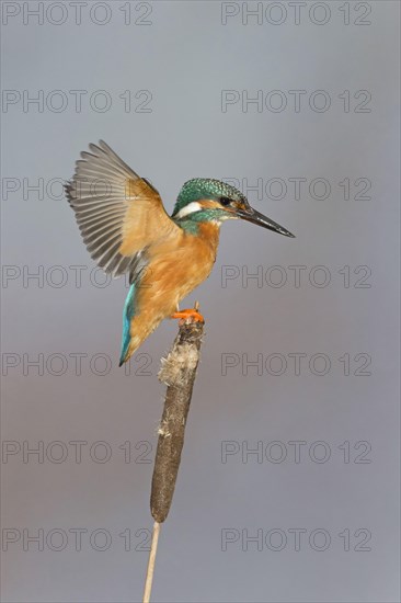 Common Kingfisher