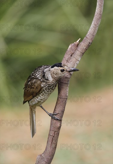 Regent Bowerbird