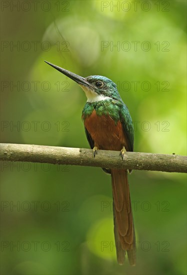 Rufous-tailed Jacamar