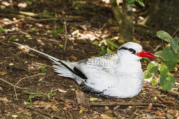 Red-billed Tropicbird