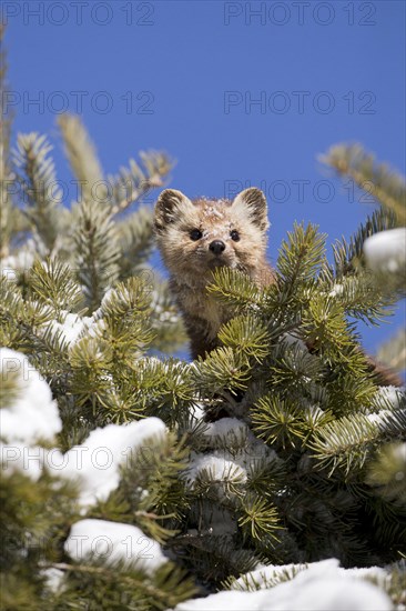 American american marten