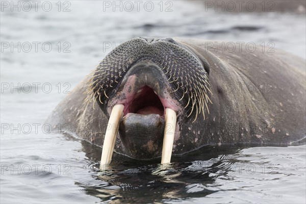 Atlantic Walrus