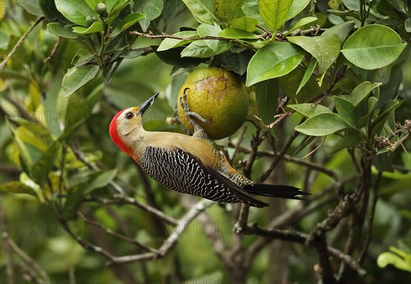 Velasquez woodpecker