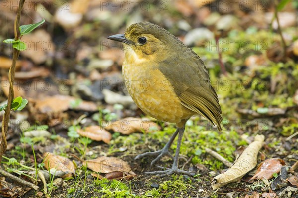 Tawny Antpitta