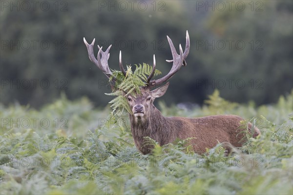 Red Deer