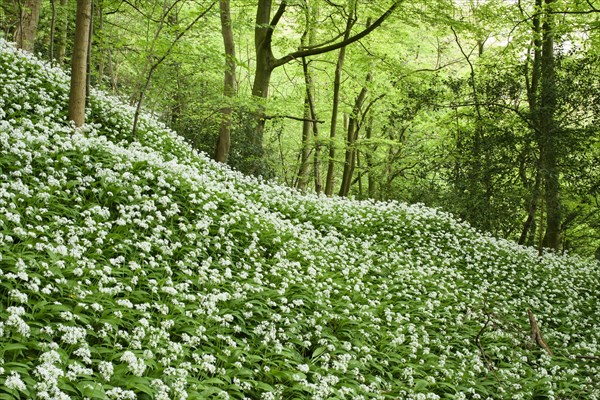 Flower mass of ramsons