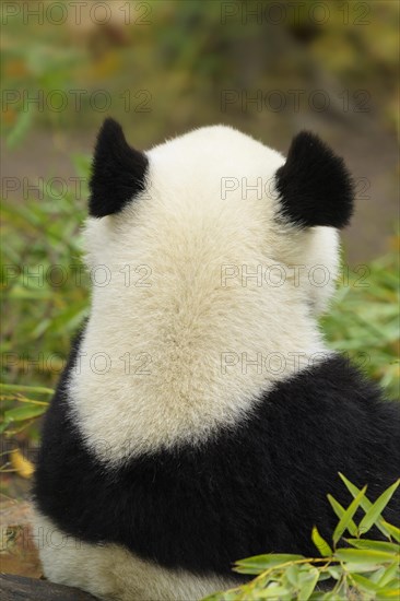 Giant Panda