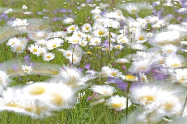 Blur experiment on a flowering meadow in summer