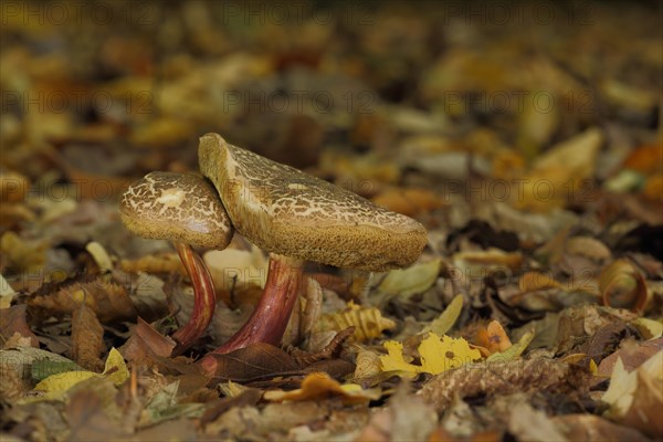 Two red cracking bolete