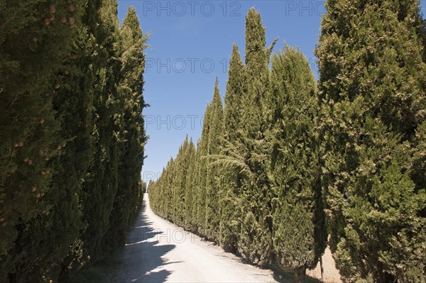 Mediterranean cypress