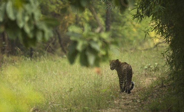 Indian Leopard