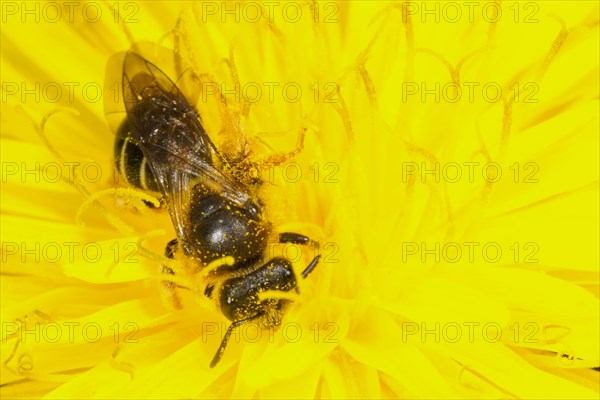 Orange-legged Furrow-bee