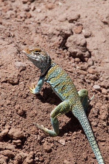 Collared Iguana