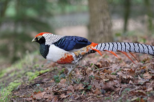 Lady Amherst's Pheasant