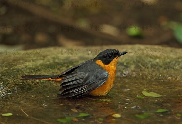 Chorister Robin-chat