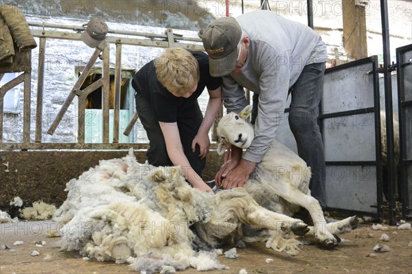 Shearing sheep