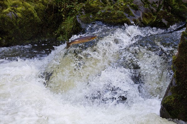 Brown trout