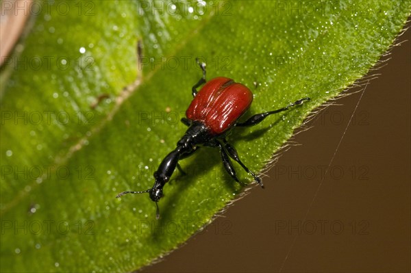 Giraffe weevil