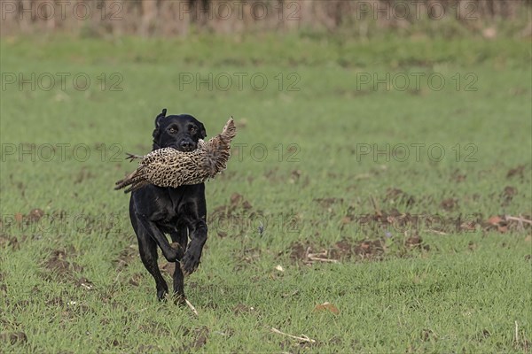 Labrador retriever