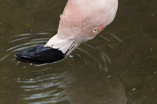 Chilean chilean flamingo