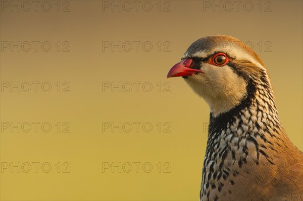 Red-legged Partridge