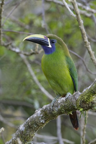 Emerald toucanet