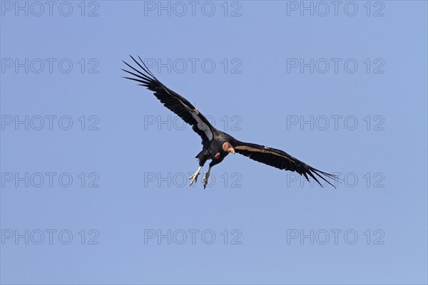 California Condor