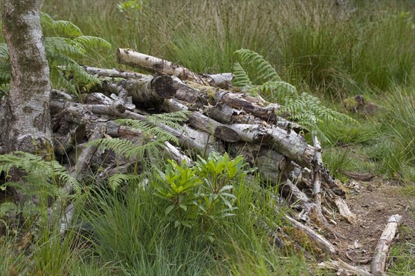 Piles of logs in a woodland clearing used as a wildlife habitat