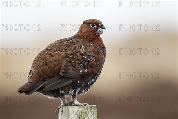 Red Grouse