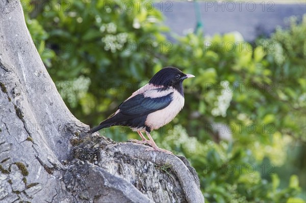 Rose-coloured Starling