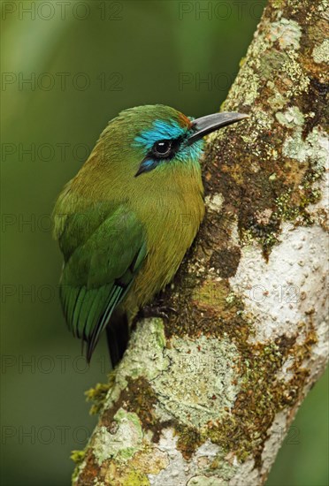 Keel-billed Motmot