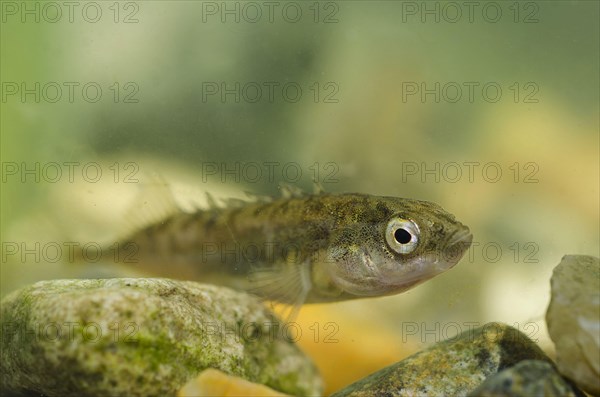 Nine-spined Stickleback