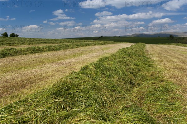 Grass leys ready for silage in the meadow to be used as cattle feed