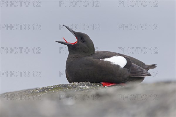 Black guillemot