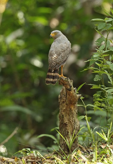 Roadside Hawk