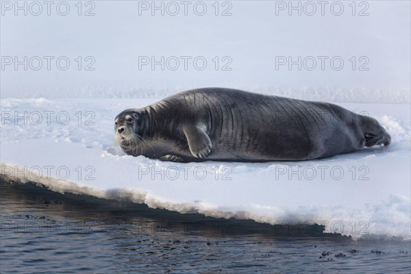 Bearded Seal