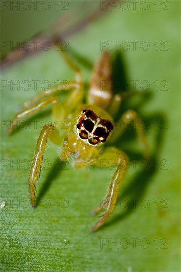 Jumping spider