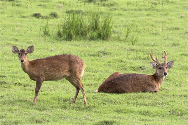 Hog deer