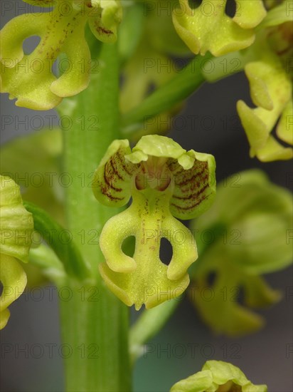 Small small dotted orchid