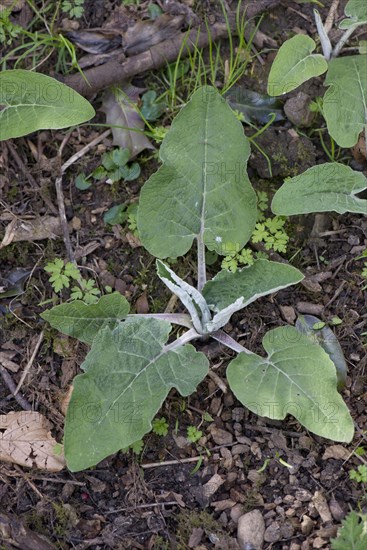 Young burdock