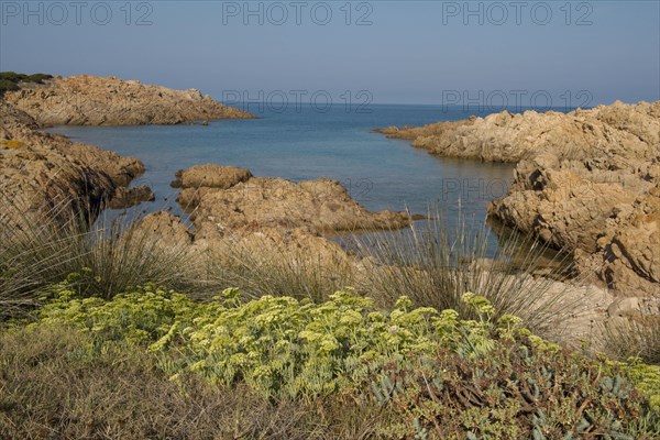 Red rugged granite coast with samphire