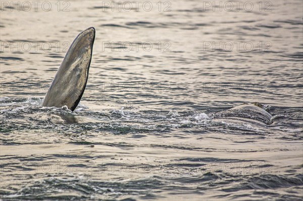 Southern right whale